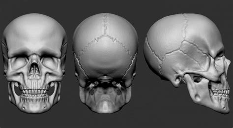 9 Trends For 3d Model Skull Bones 3d Sweet Mockup