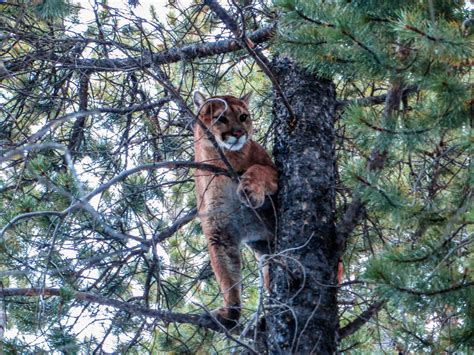 Cougar Sighting In Banff National Park Photo By Kris Irwin North