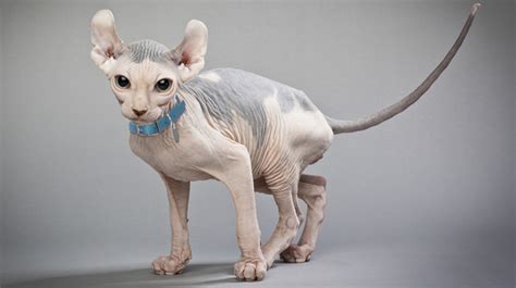 Find out how much cat adoption costs, access a cat adoption checklist and things to keep in mind during your first 30 days with a cat. What to Understand about the Hairless Cat Adoption ...