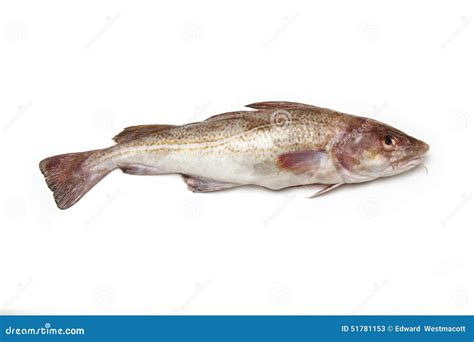 Whole Cod Fish Stock Image Image Of White Morhua Healthy 51781153