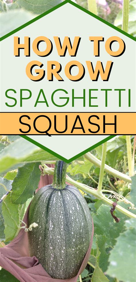 Growing Spaghetti Squash Growing Squash Spagetti Squash Gardening