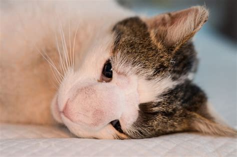Mast Cell Tumors Bij Katten Symptomen Diagnose Behandeling De Hot Sex Picture