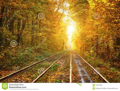 Abandoned Railway Under Autumn Colored Trees Tunnel Stock Image Image