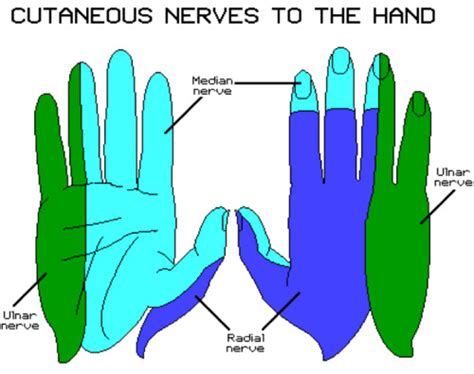 Wrist And Hand Innervation And Spatial Relationships Anatomy