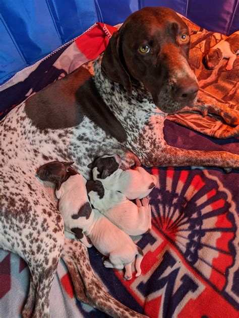 German shorthaired pointers for sale. German Shorthaired Pointer Puppies For Sale | Colorado ...