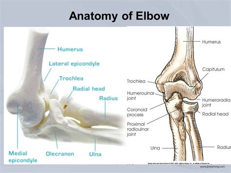 Elbow Optimum Orthopaedics