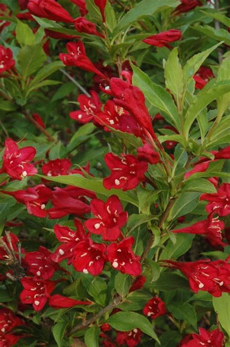 Weigela Red Prince 5 7 Full Sun Zone 4 Could Try Growing It