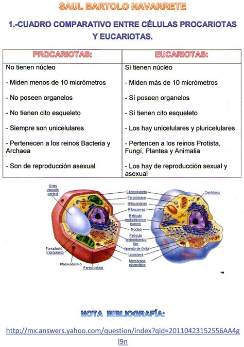 Cuadro Comparativo Entre Celula Procariota Y Eucariot