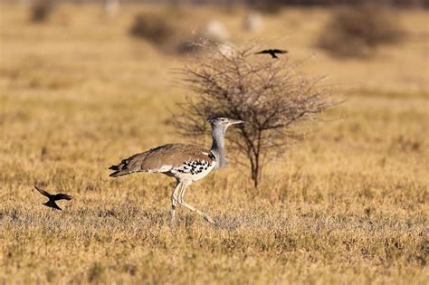 Botswana Wildlife Safari And Birding Tour 2021 Birdwatching In Botswana