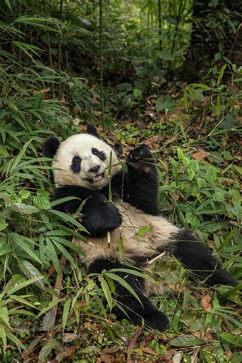 China Chengdu Panda Base Photograph By Jaynes Gallery Fine Art America