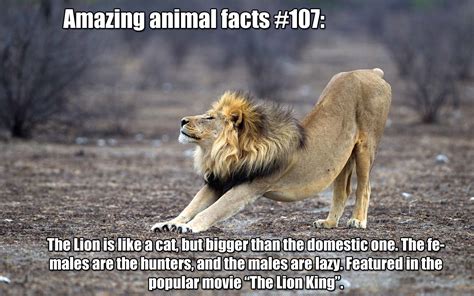 10 Random Animal Factoids You Need To Know Gallery