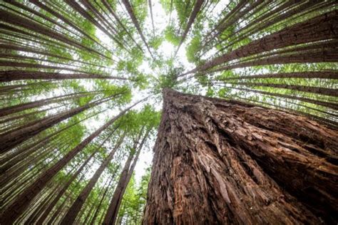 Sequoias O Secuoyas Los árboles Más Magníficos Del Mundo Enterateya