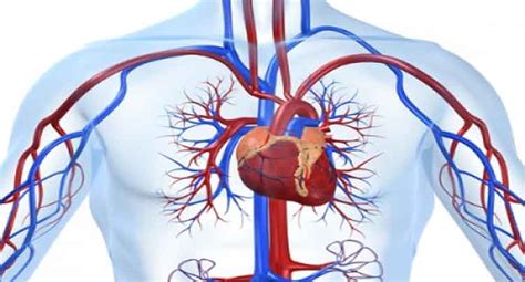Imagens Do Sistema Circulatório O Coração Tem A Forma Exterior De Uma