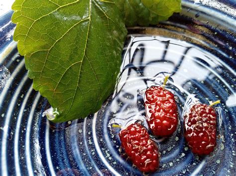 Mulberry Berry Fruit Free Photo On Pixabay Pixabay