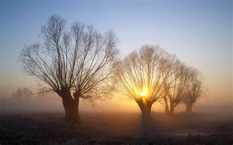 Nature Landscape Trees Mist Winter Morning Sunrise