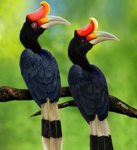 15 Exotic Birds That Look Like They Are From Another World