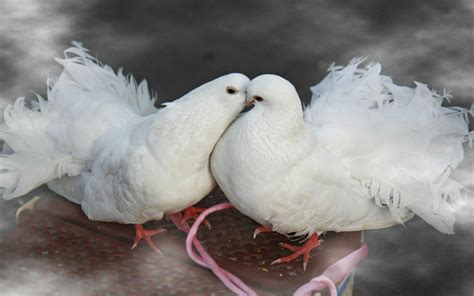Birds Kissing White Doves Widescreen Free Download