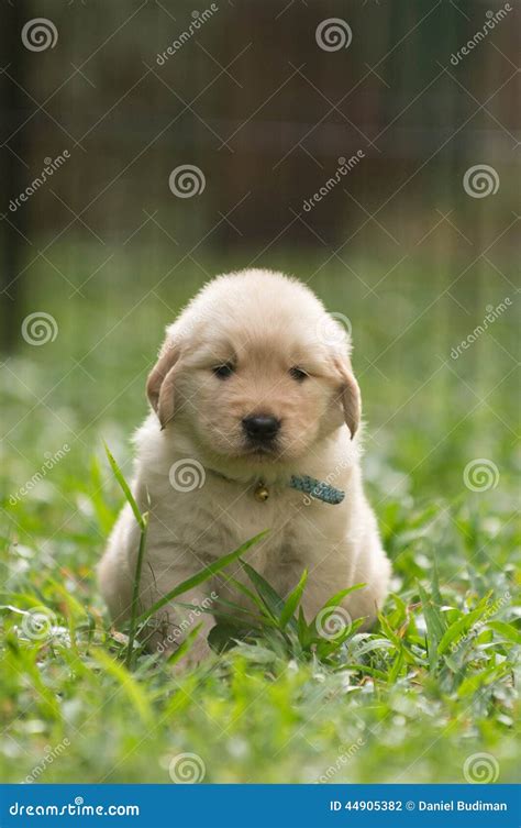 Cute Golden Retriever Puppy With Funny Expression Stock Photo Image