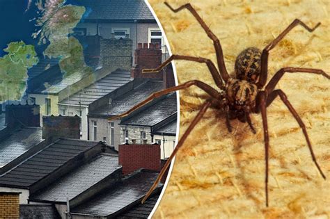 House Spiders To Invade Homes In Britain This Month And Theyre Horny