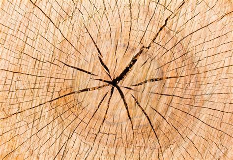 Free Download Tree Stump Background Stock Photo Picture And Royalty