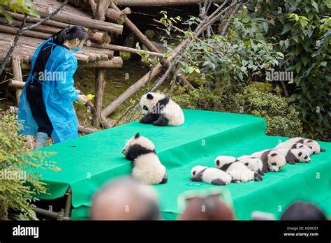Chengdu China September 28 2017 Eleven Baby Pandas First Public