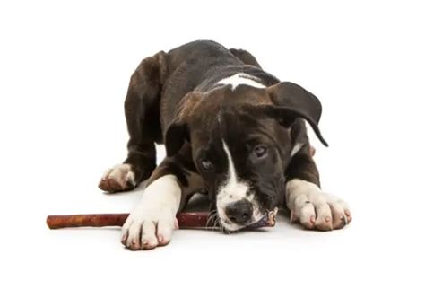 9 Reasons Why Do Dogs Like Sticks Mrsdoggie