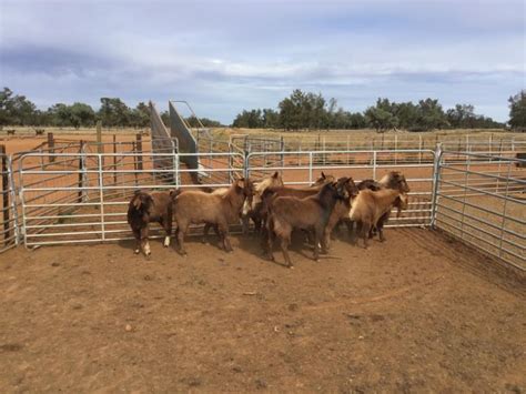 Lot 413 10 Goats Bucks Auctionsplus