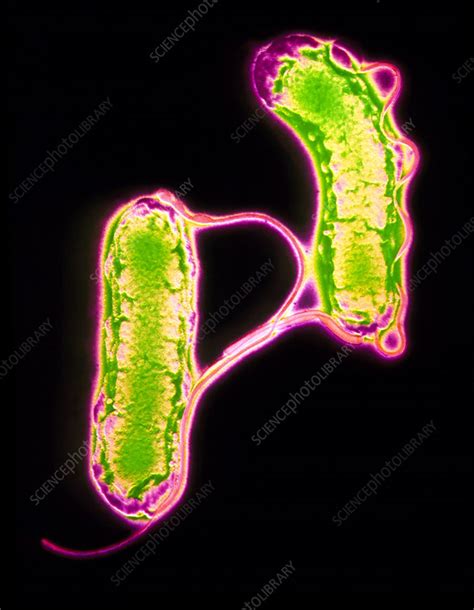 Two Helicobacter Pylori Bacteria Stock Image B2200786 Science