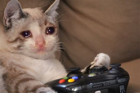 I Photoshopped Sad Gamer Cats Rmemetemplatesofficial