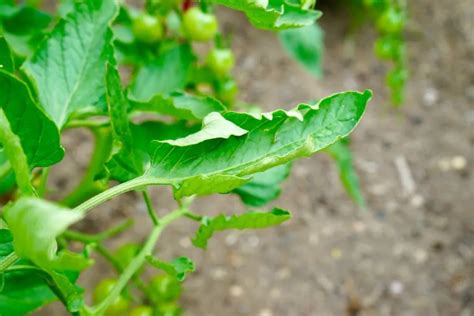 What Causes Leaf Curl On Tomato Plants Top 5 Reasons Geeky Greenhouse
