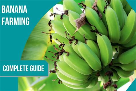 Complete Guide To Banana Farming