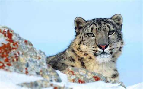 Climate Change The Snow Leopard At The Brink Of The Chasm