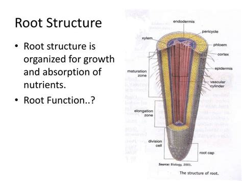Ppt Plant Structure And Function Ch 29 Powerpoint Presentation Id2843312