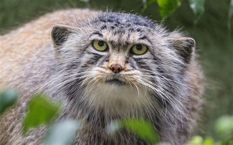 Le Top 10 Des Chats Sauvages Aussi Fascinants Que Méconnus