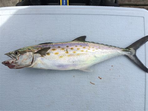 Spanish Mackerel | Capt Tony's "Walkingangler"