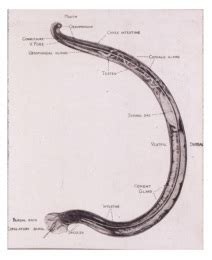 Nematoda - The Respiratory System
