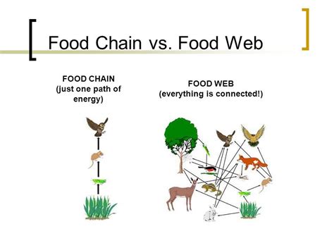 Difference Between Food Chain And Food Web Bio Differences Kulturaupice