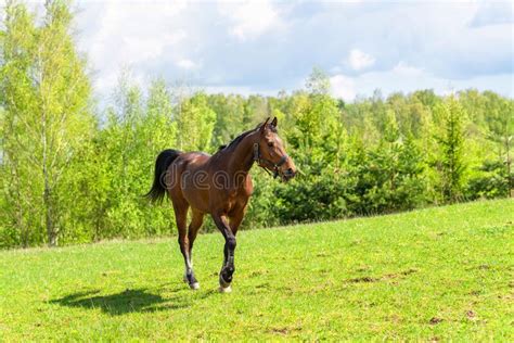 Beautiful Horse Walking On The Field Or Pasturebrown Horse Animal
