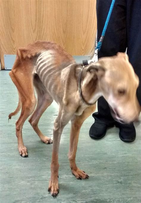Abandoned Dog Rescued By Rspca Described As Skinniest Ever Seen