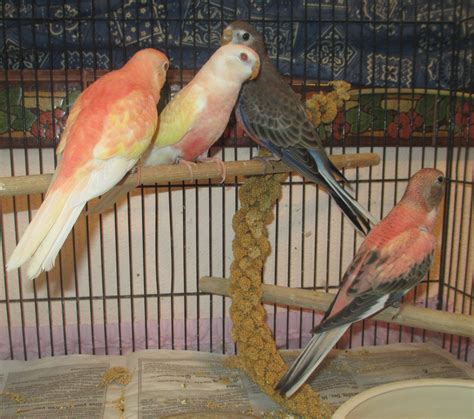 All These Young Bourke Parakeets Are From The Same Clutch Siblings
