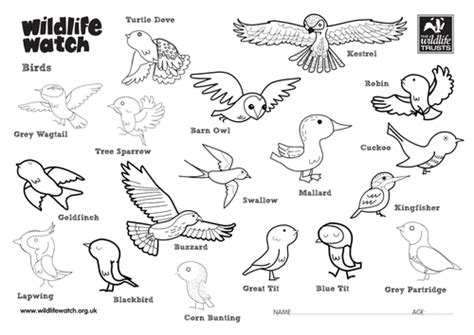 Birds Colouring Sheets Teaching Resources