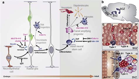The Radial Glia Nature Of Embryonic And Adult Neural Stem Cells The