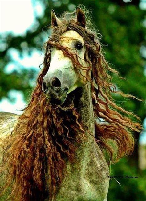Fabulous Horse Is Fabulous And Fabulous Hair Curly Horse Horse Mane