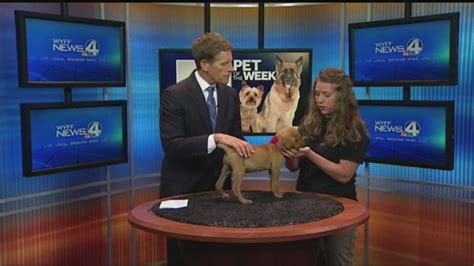 Greenville Humane Society Highlights Foster Program