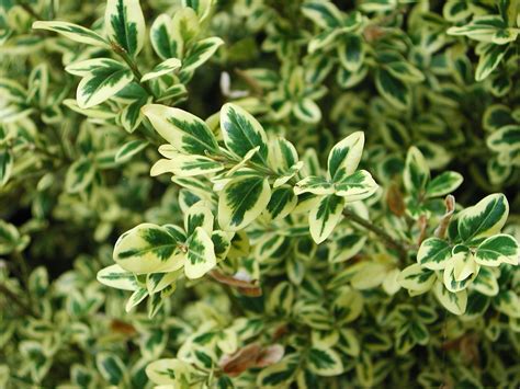 Variegated Boxwood Nature Photo Gallery