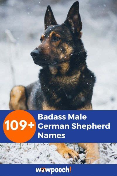 109 Badass Male German Shepherd Names Wowpooch