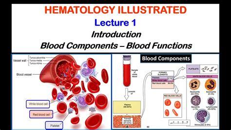 Hematology Lecture 1 2020 Youtube