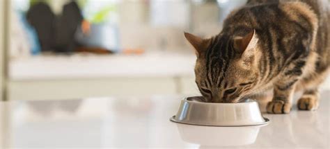 Make sure to add water to the canned food to ensure good hydration. How Much Dry Food Should I Feed My Cat? - PetMag