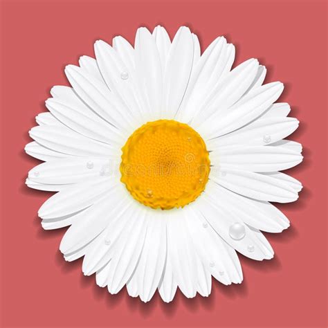 Daisy Flower Chamomile Stock Vector Illustration Of Model 90360024