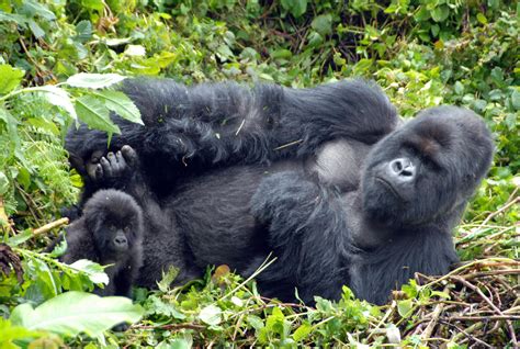 Gorilla | Gorilla trekking, Mountain gorilla, Gorilla